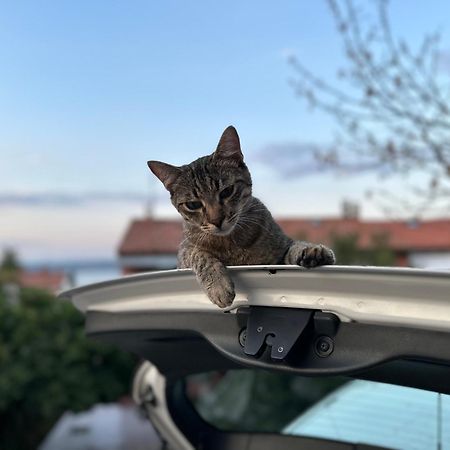 Pri Piratski Macki - At The Pirate Cat - Dal Gatto Pirata Koper Exteriér fotografie